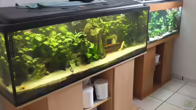 Aquarien von Inai