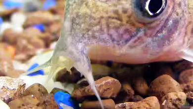 Aquarienfische mit Barteln - Eine umfangreiche Übersicht über Fischarten, Haltung, Ernährung und Besonderheiten