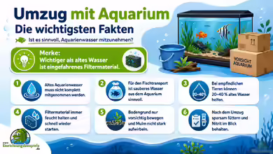 Aquarienwasser beim Umzug mitnehmen: Sinnvoll oder nicht?
