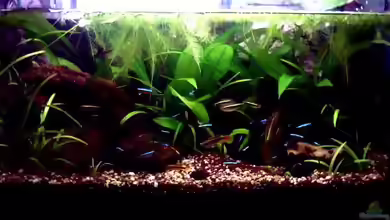 Aquarienwasseraufbereitung mit Torf