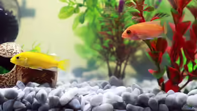 Aquaristik-Mythen: Aufgedeckt und erklärt