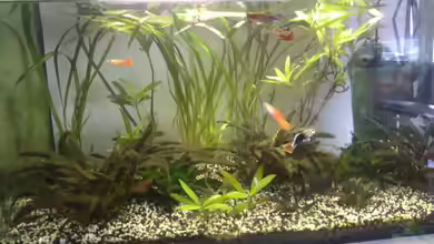 Aquaristikeinstieg mit Guppys und Co. von Martin1a