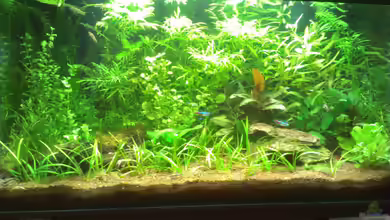 Aquarium 54l Das Erste von Lk123