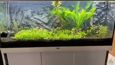 Aquarium allgemein