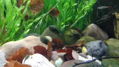 Aquarium einrichten: Welche Steine dürfen nicht ins Becken?