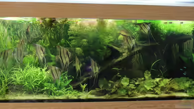 "Aquarium für Könige" von Richard Gärtner