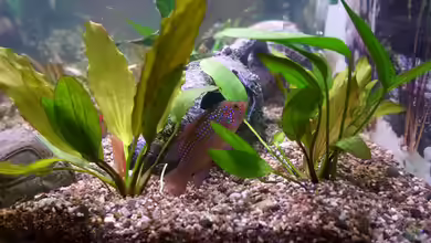 Aquarium im Wohnzimmer aufstellen – das ist zu beachten