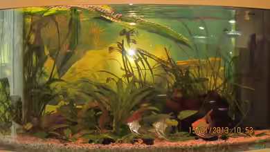 Aquarium Juwel Vision 180 von Aqua_Art_Krefeld