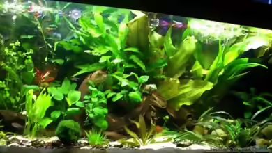 Aquarium-Komplettset - Vorteile und Nachteile