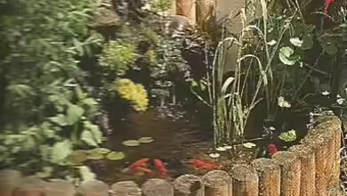 Aquarium meets Teich - Geht nicht, gibt´s nicht!