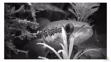 Aquarium mit Parachanna africana