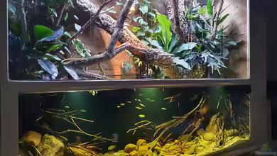 Aquarium nach Maß: Welche Größen und Formen sind möglich?