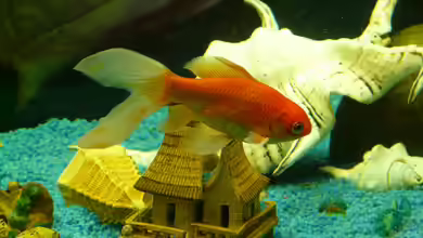 Aquariumdekoration: Nicht alles ist geeignet!