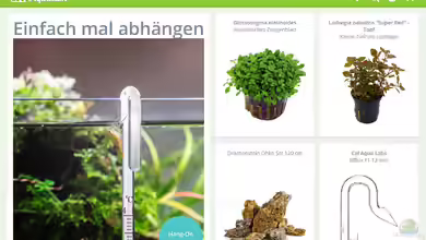 Aquasabi.de – Spezialist für Aquascaping, Wasserpflanzen und moderne Süßwasseraquaristik