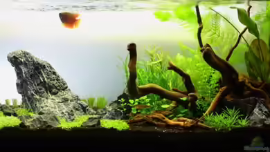 Aquascape_09 von aquaScaper