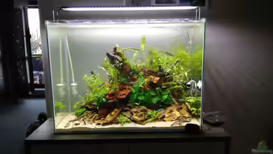 Aquascape Jungle Time by Shiro13 von Shiro13