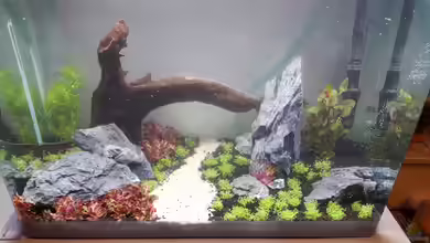 Aquascape Projekt von Florian Thomas