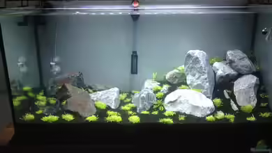 AquaScape Rasen mit Berg von Frederic Schimmeck