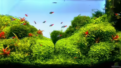Aquascaping: Das Zubehör brauchst du 