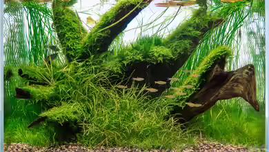 Aquascaping-Aquarium: Natürliche Unterwasserlandschaften richtig planen, gestalten und pflegen