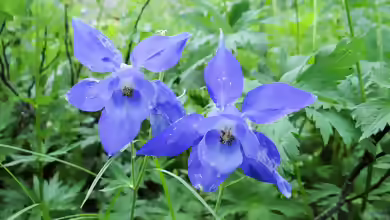 Aquilegia alpina im Garten pflanzen