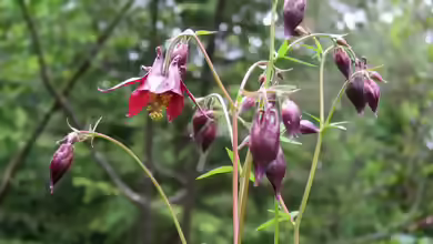 Aquilegia atrata im Garten pflanzen