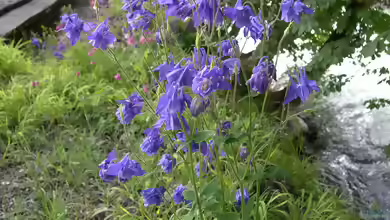 Aquilegia vulgaris im Garten pflanzen