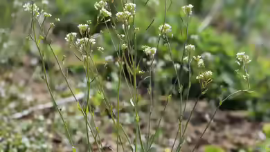 Arabidopsis thaliana am Gartenteich