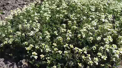 Arabis ferdinandi-coburgii im Garten pflanzen
