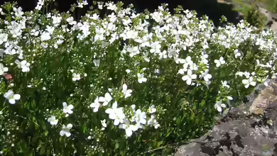 Arabis procurrens im Garten pflanzen