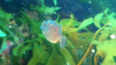 Aracana aurita im Aquarium halten