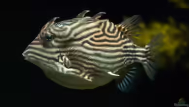Aracana ornata im Aquarium halten