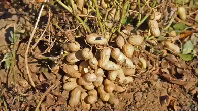 Arachis hypogaea im Garten pflanzen