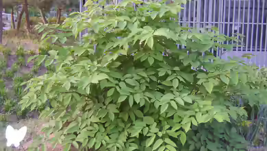 Aralia cordata im Garten pflanzen