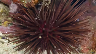Arbacia punctulata im Aquarium halten