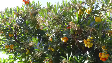 Arbutus unedo im Garten pflanzen