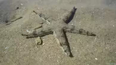 Archaster typicus im Aquarium halten