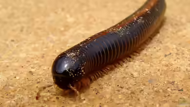 Archispirostreptus gigas im Terrarium halten