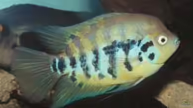 Archocentrus centrarchus im Aquarium halten