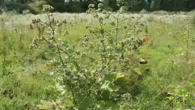 Arctium lappa im Garten pflanzen