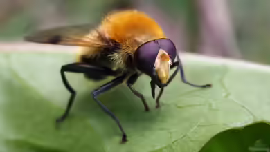 Arctophila superbiens im Garten