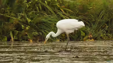 Ardea alba am Gartenteich