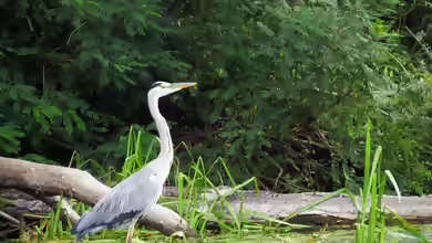 Ardea cinera am Gartenteich