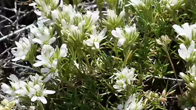 Arenaria montana am Gartenteich pflanzen