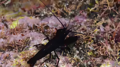 Arete dorsalis im Aquarium halten