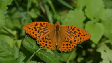 Argynnis paphia im Garten