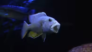 Aristochromis christyi – majestätischer Raubcichlide aus dem Malawisee