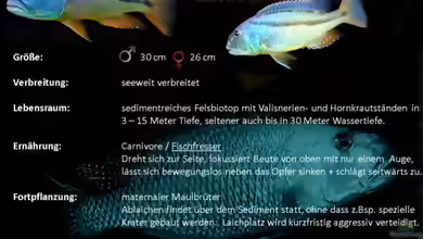 Aristochromis christyi
