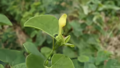 Aristolochia clematitis im Garten pflanzen