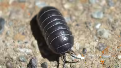 Armadillidium vulgare im Terrarium halten